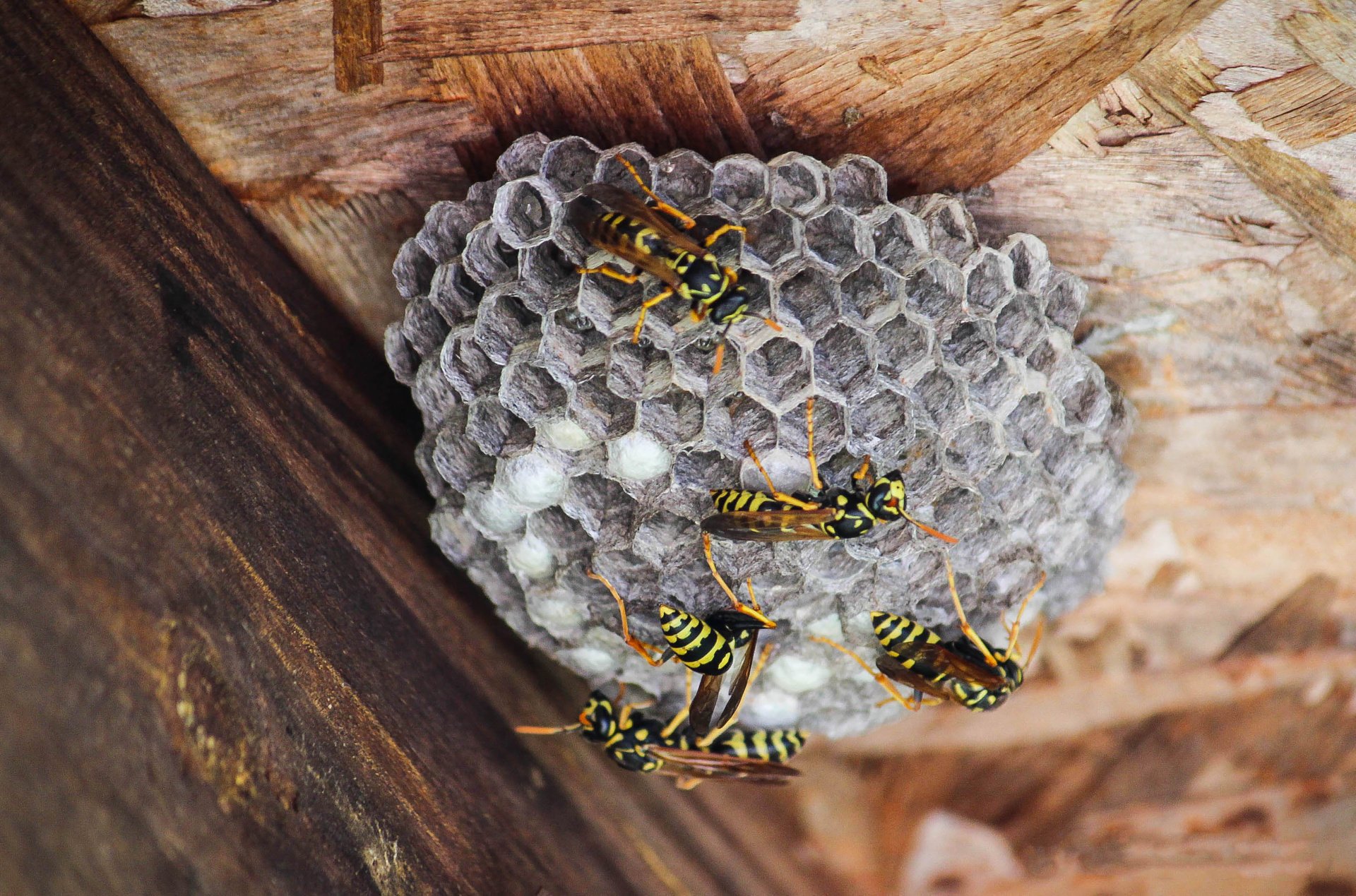 How to Get Rid of Wasps and Remove Wasp Nests
