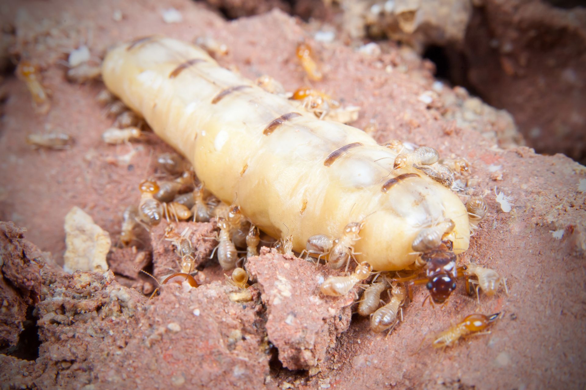 Termite Queen’s Role, Appearance, Size, & Lifespan EcoGuard