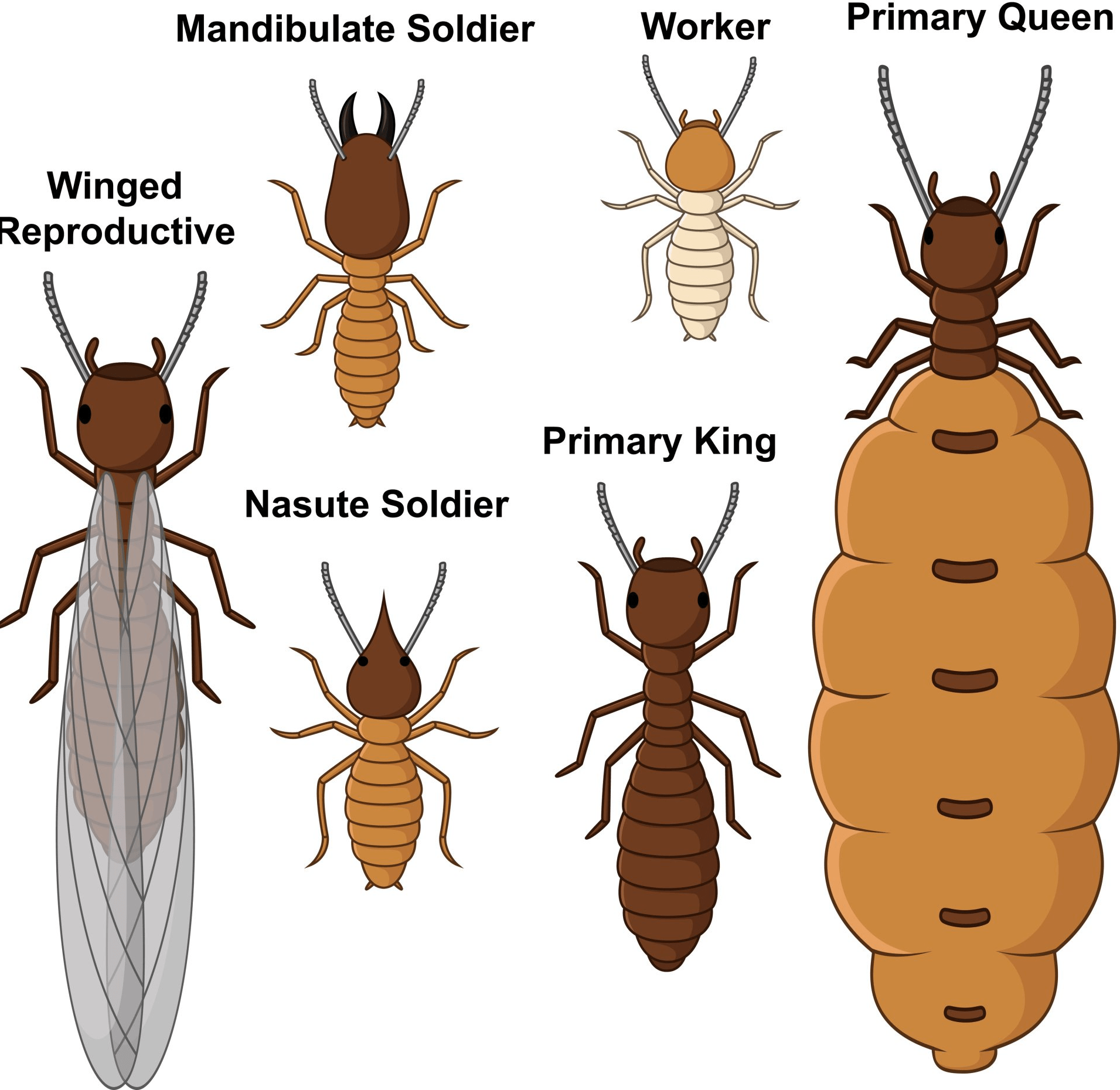 Do Termites Fly? What Should You Do If You See Termites with Wings?