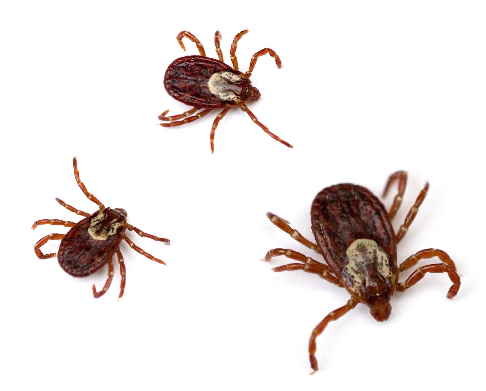 Different Types of Ticks Found in the United States EcoGuard