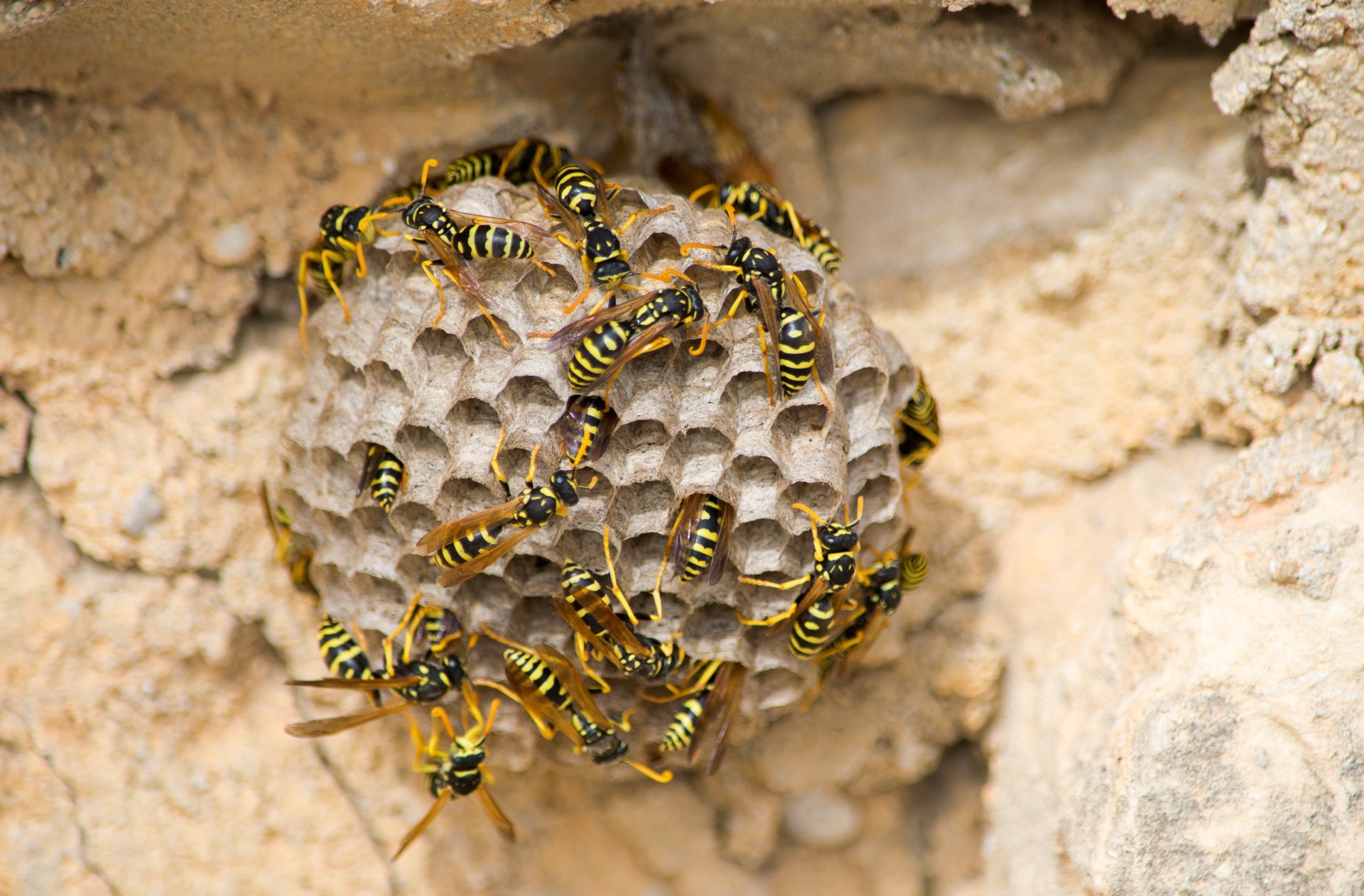 How to Repel Wasps? 10 Wasp Prevention Tactics
