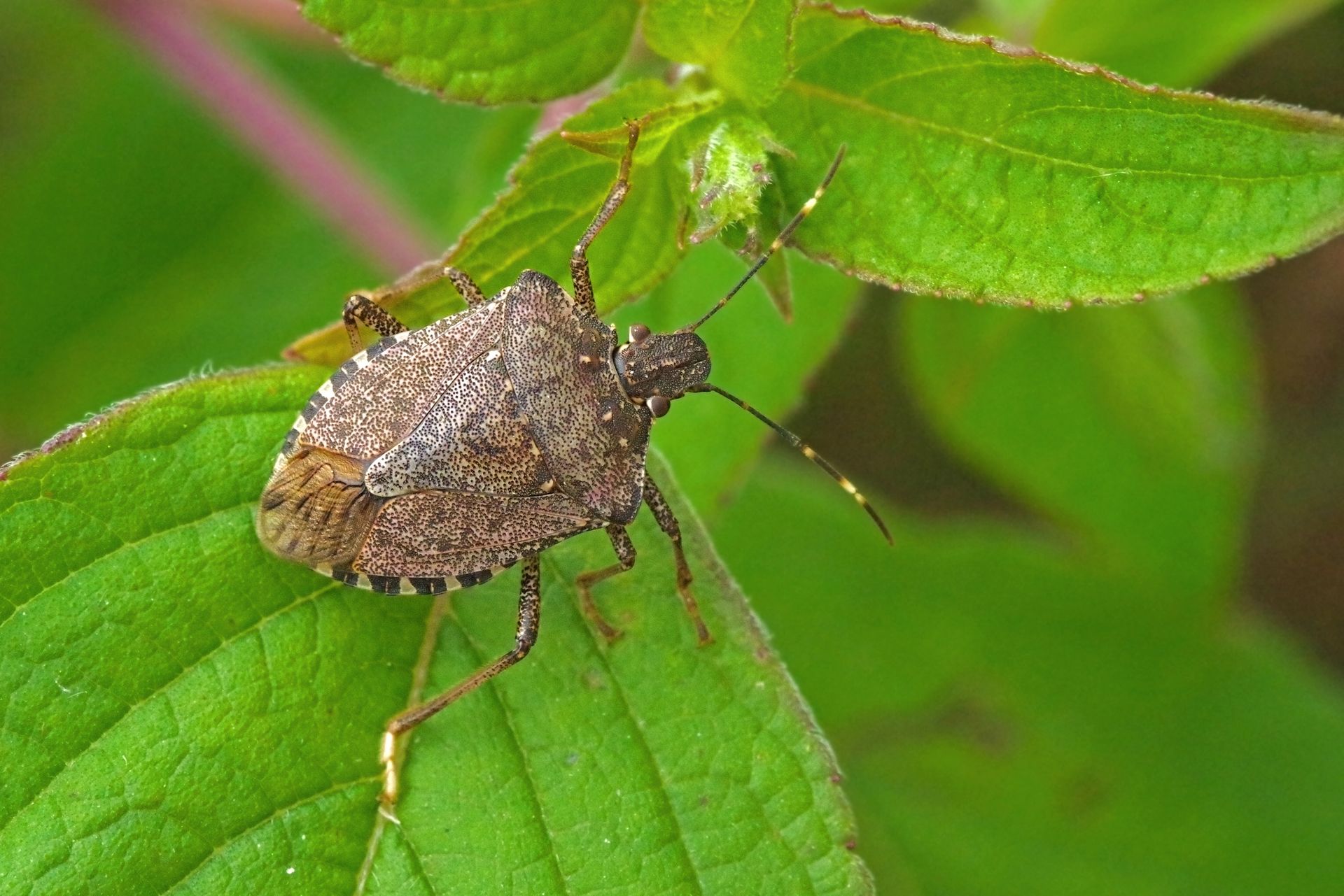 What Are Stink Bugs? Stink Bug Facts & Information EcoGuard
