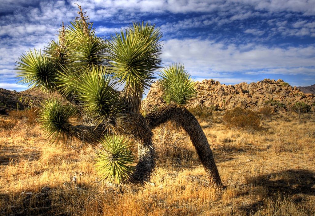 Joshua Tree National Park Tour Red Jeep Tours
