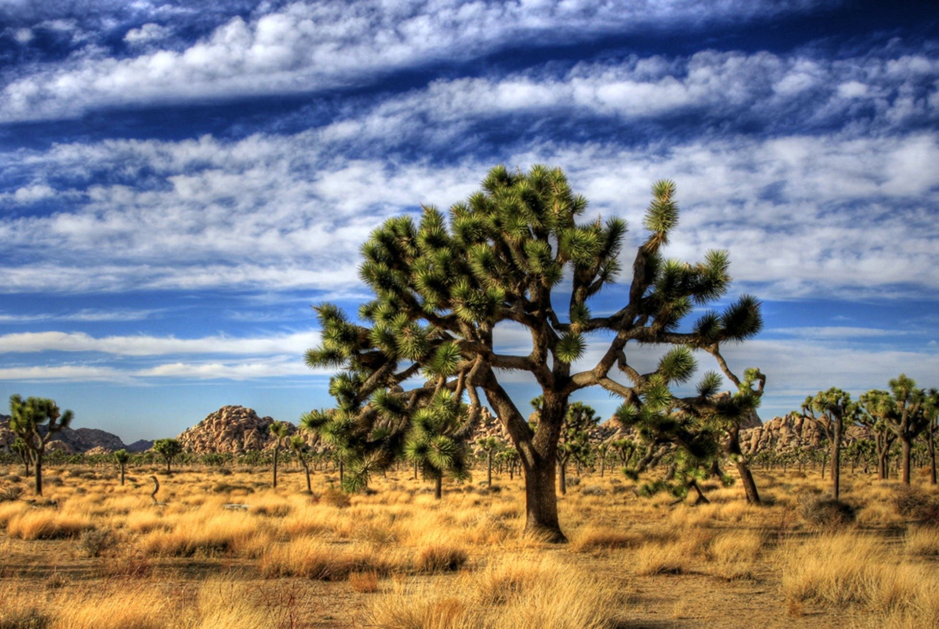Joshua Tree National Park Tour Red Jeep Tours