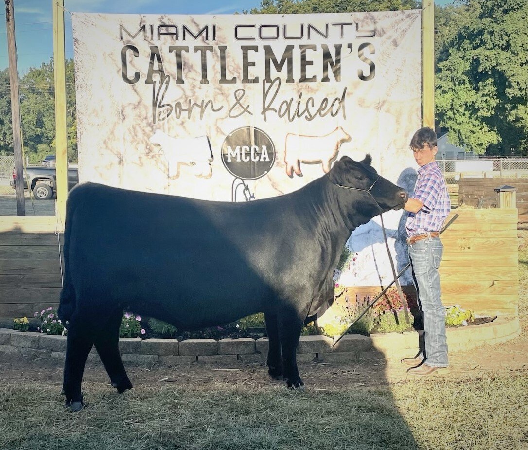 Show Steers, Show Heifers Shane Show Cattle, OH