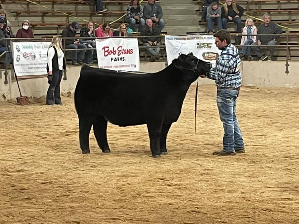 Show Steers, Show Heifers Shane Show Cattle, OH