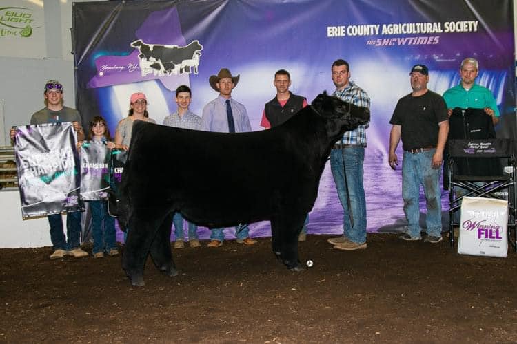 Show Steers, Show Heifers Shane Show Cattle, OH