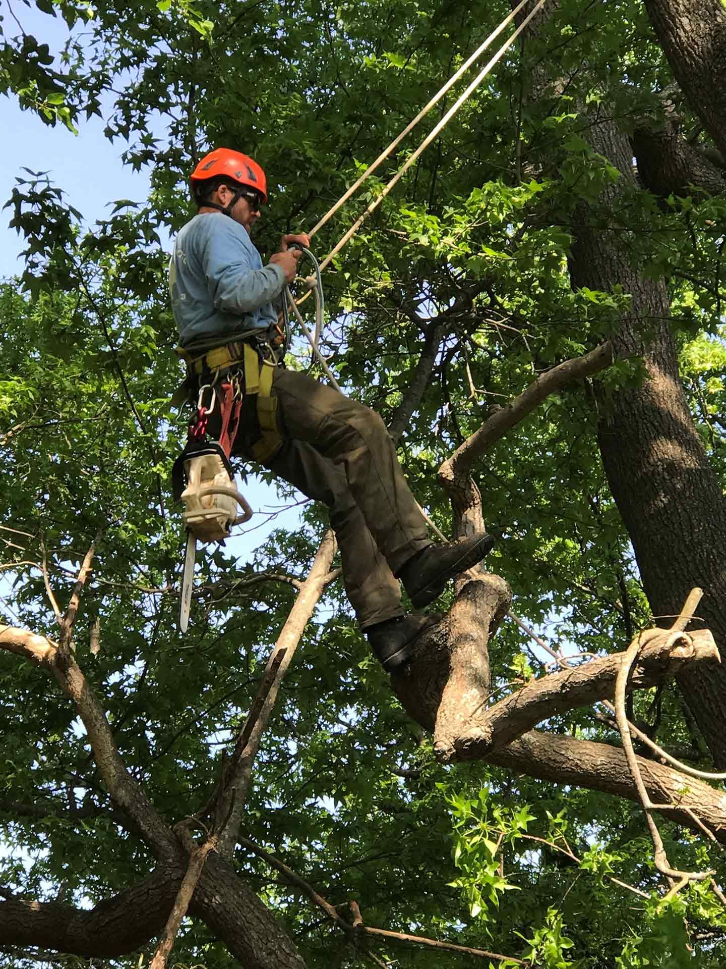 Gallery Virginia Beach, VA Bay Tree Care
