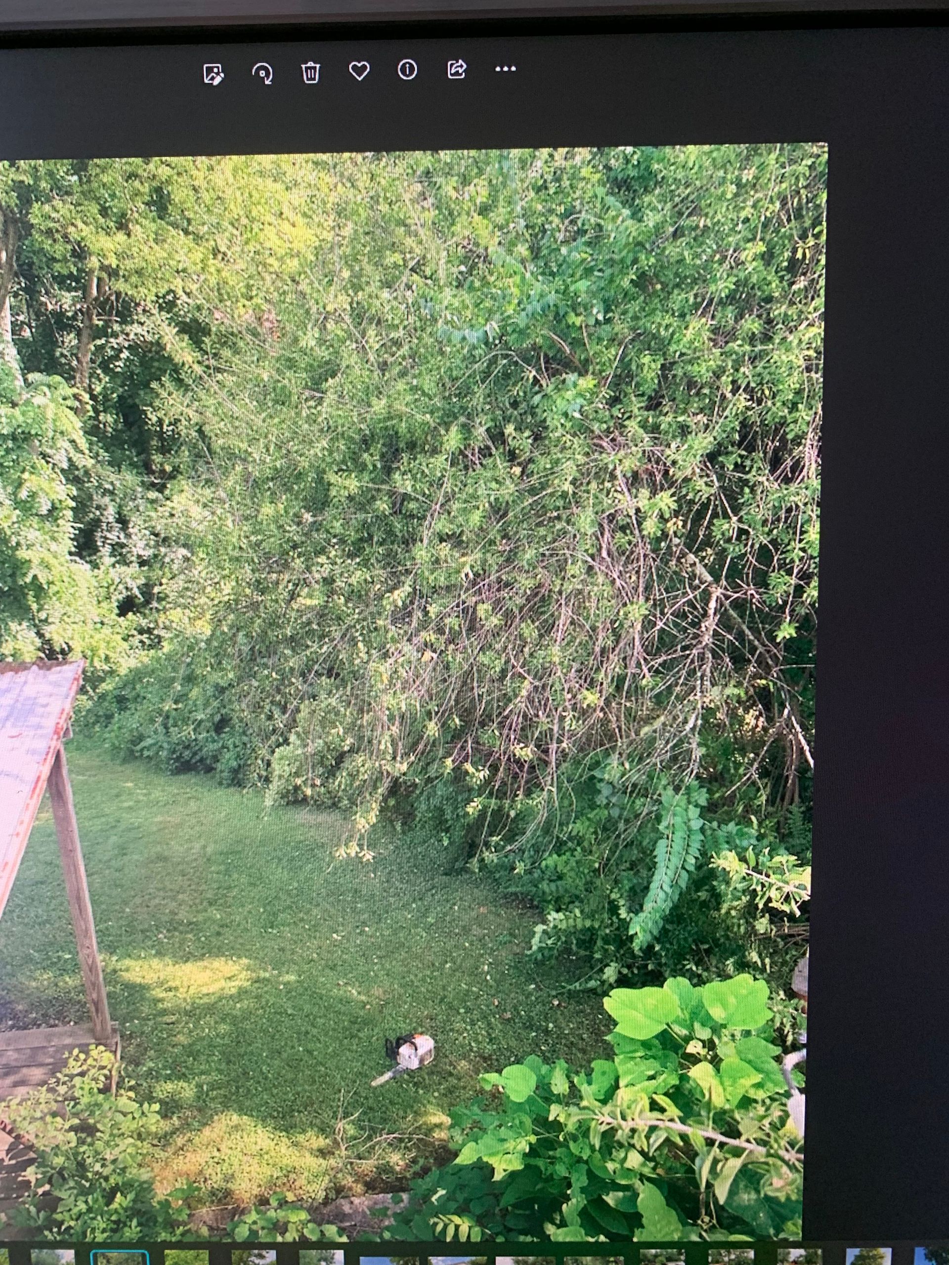 Tree Services Waynesville, OH Ideal Cut & Trim LLC