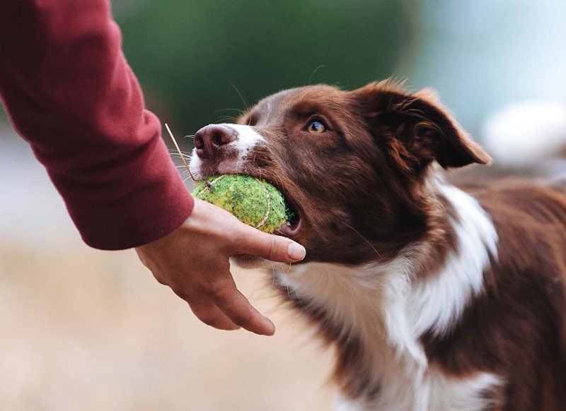 Dog Training Programs in Gardnerville, NV Who's Walking Who