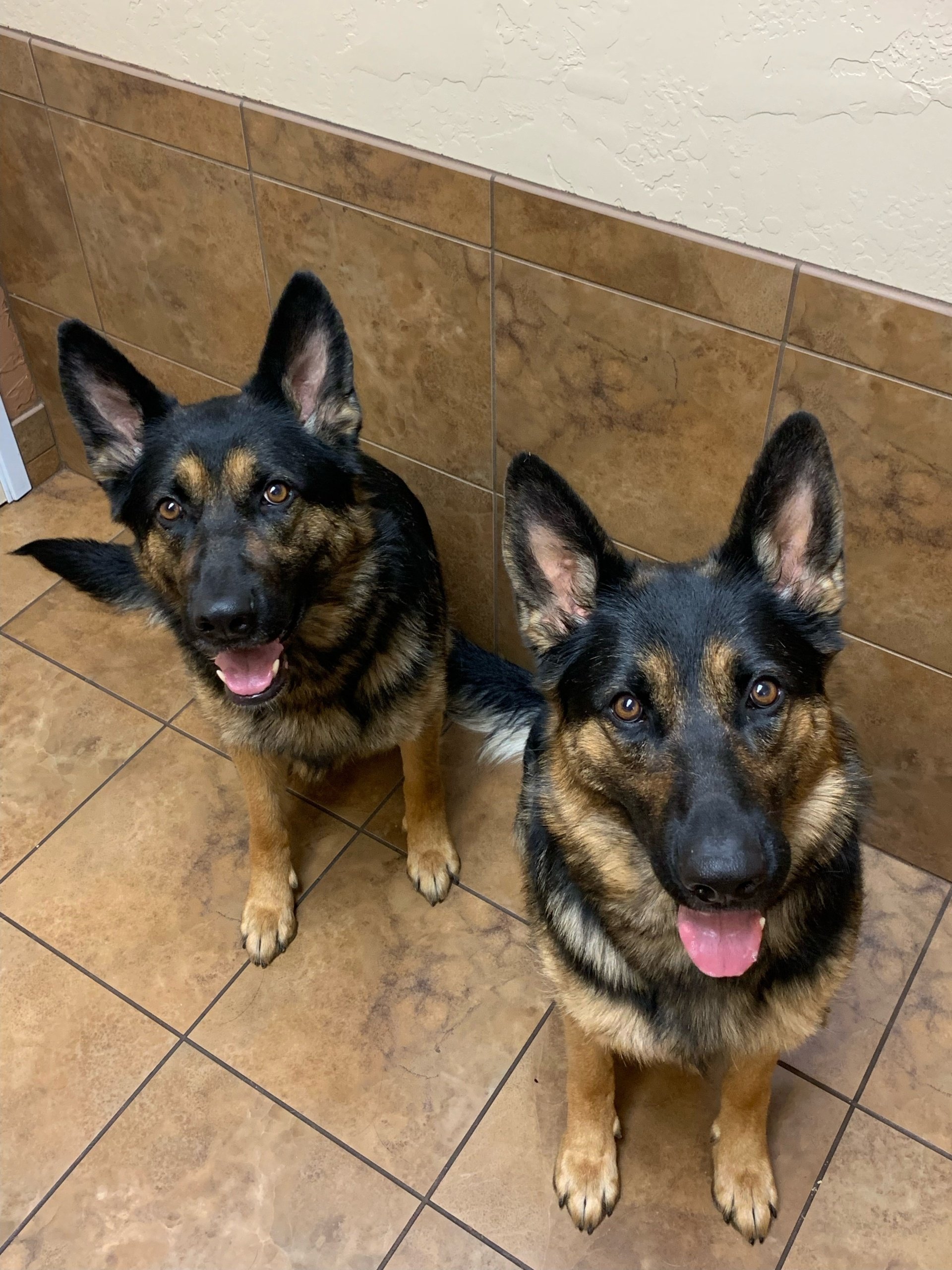 Dog Behaviorist Dog Behavior Training Near Me