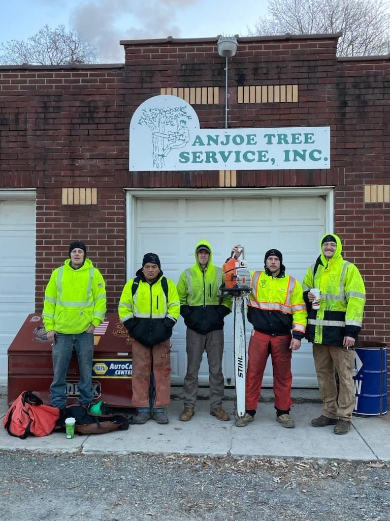 Best Tree Service Albany Ny at Wesley Dale blog