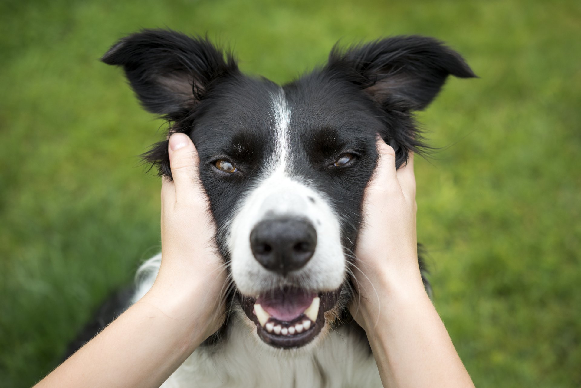Pet Dentistry Banner Elk, NC High Country Animal Clinic PA