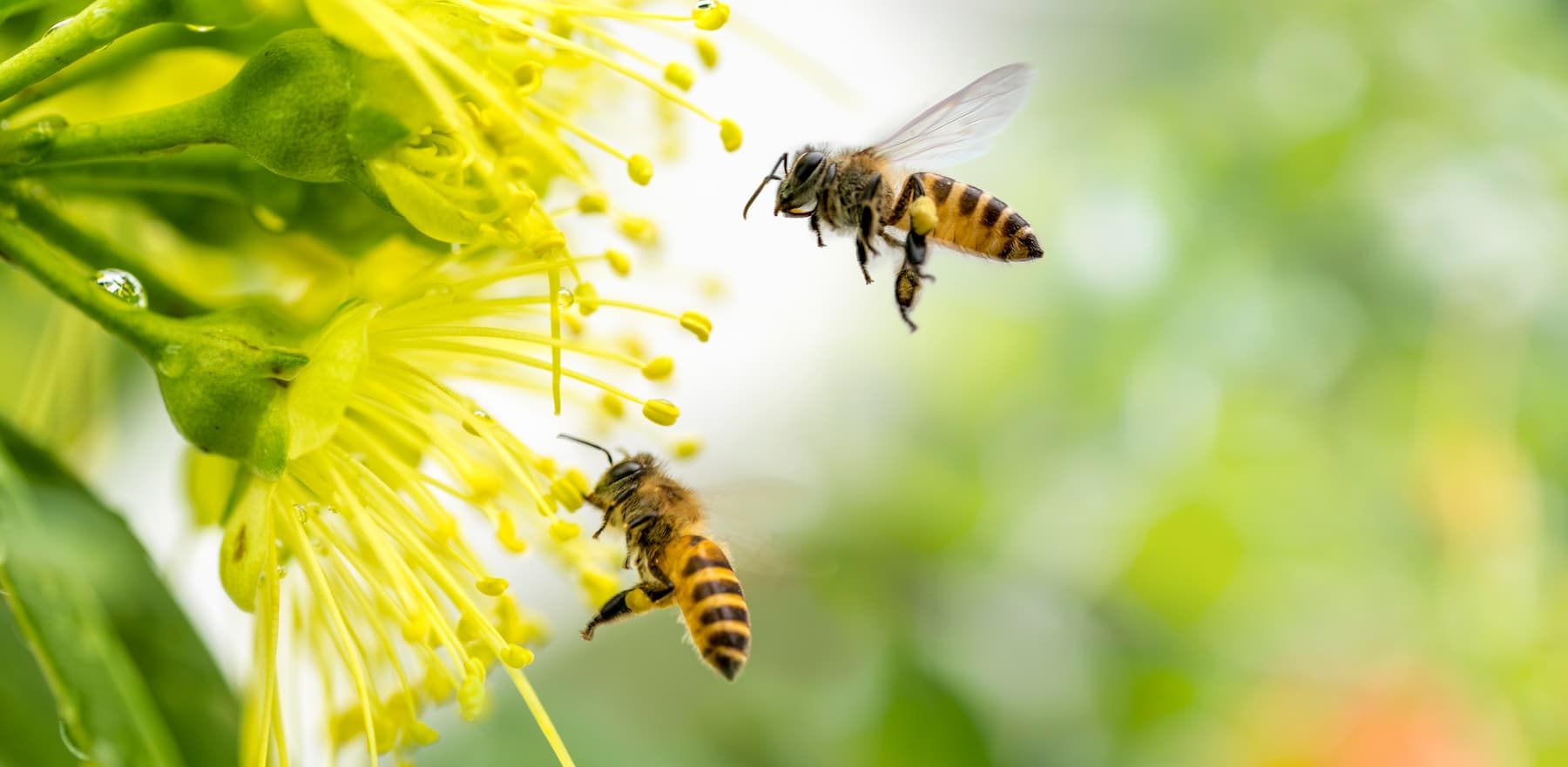 Premier Allergy TX San Antonio Allergist & Asthma Specialist