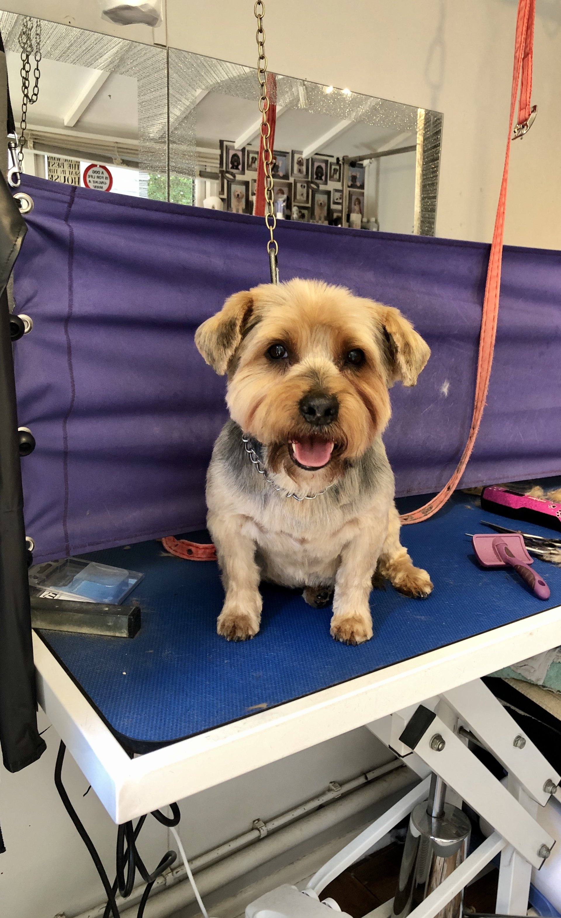 Dog Grooming Southampton Plush Puppies