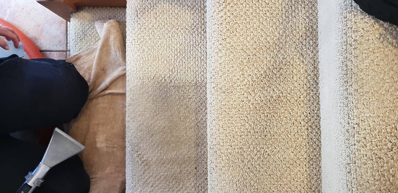 Pest Control Lake Macquarie Carpet Cleaning