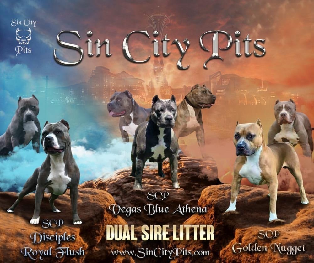 Breeding Sin City Pits US American Bully Breeder Puppies for Sale