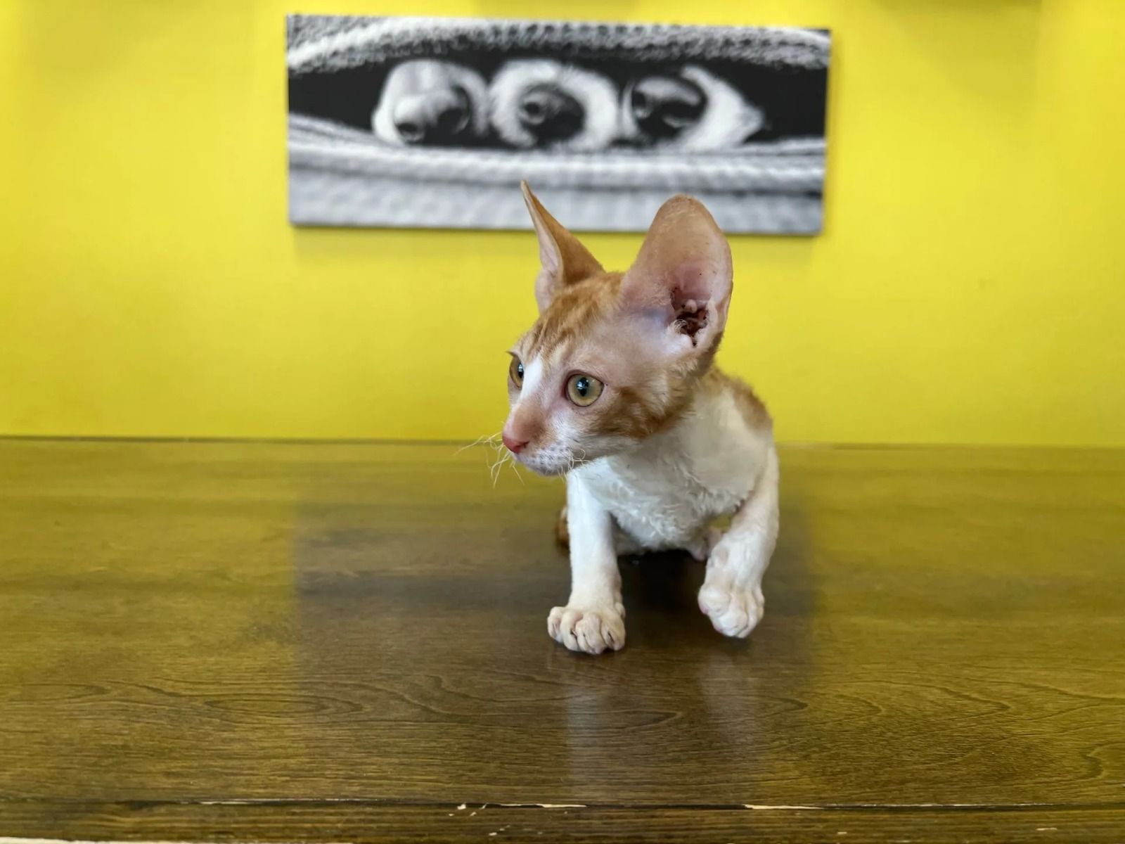Cornish Rex Kittens For Sale Unique World of This Breed