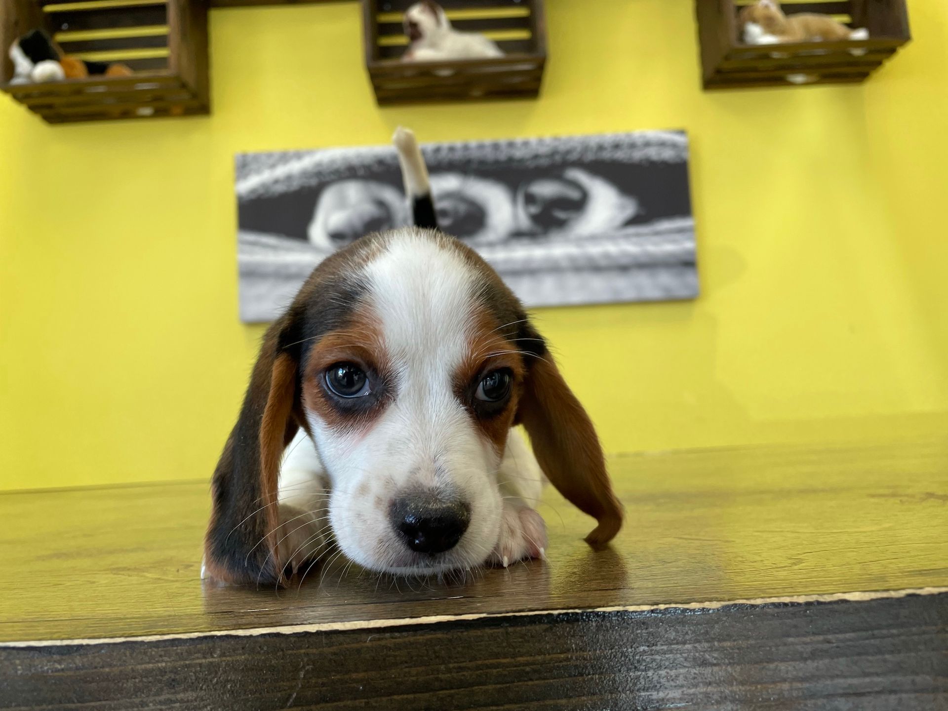 Beagle Puppies For Sale New York