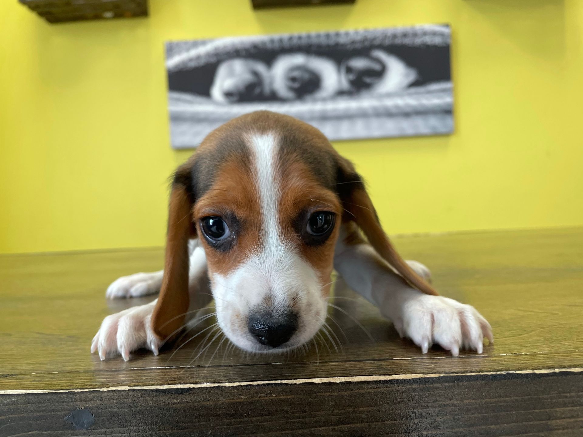 Beagle Puppies For Sale New York