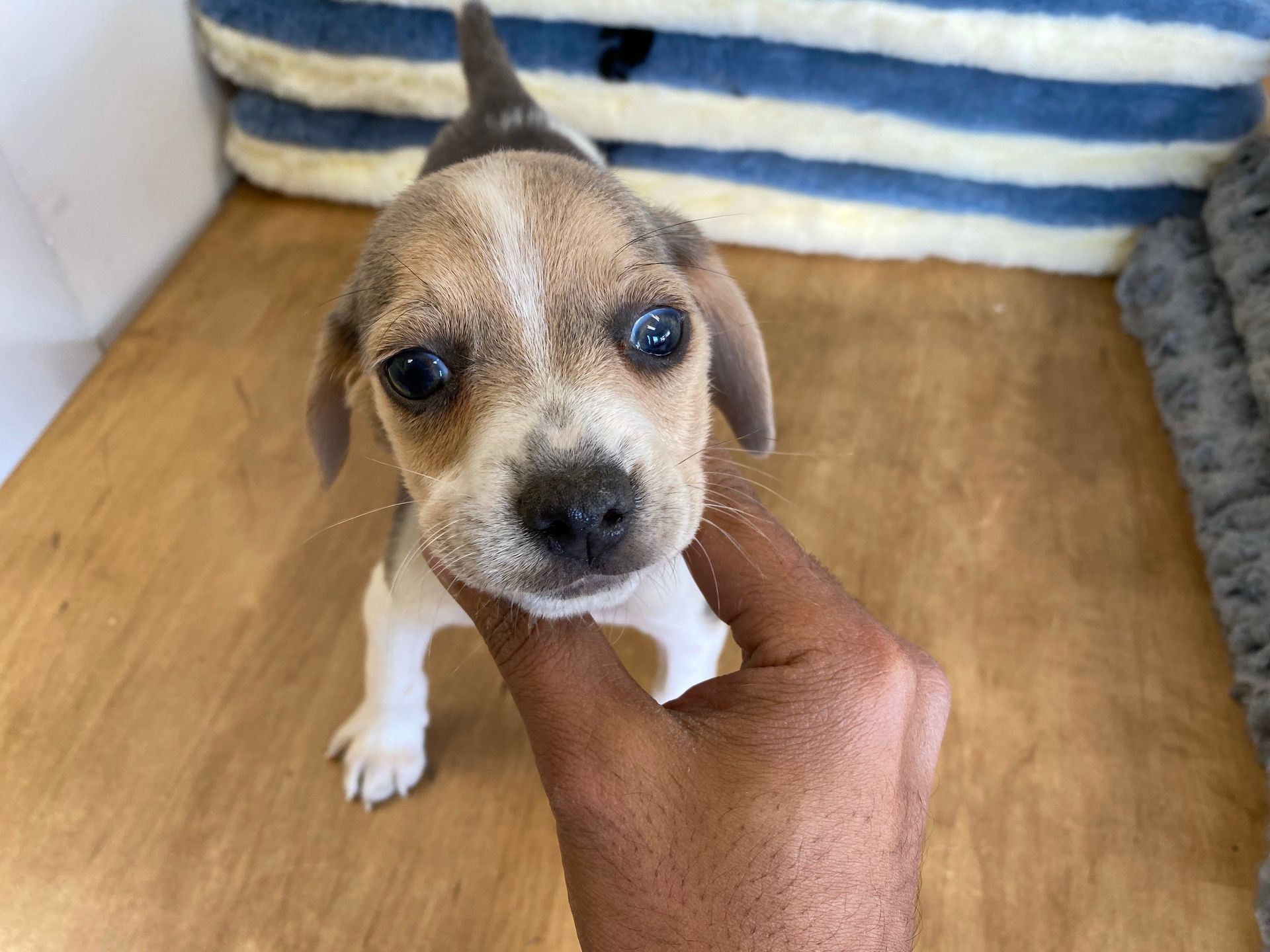 Beagle Puppies For Sale New York