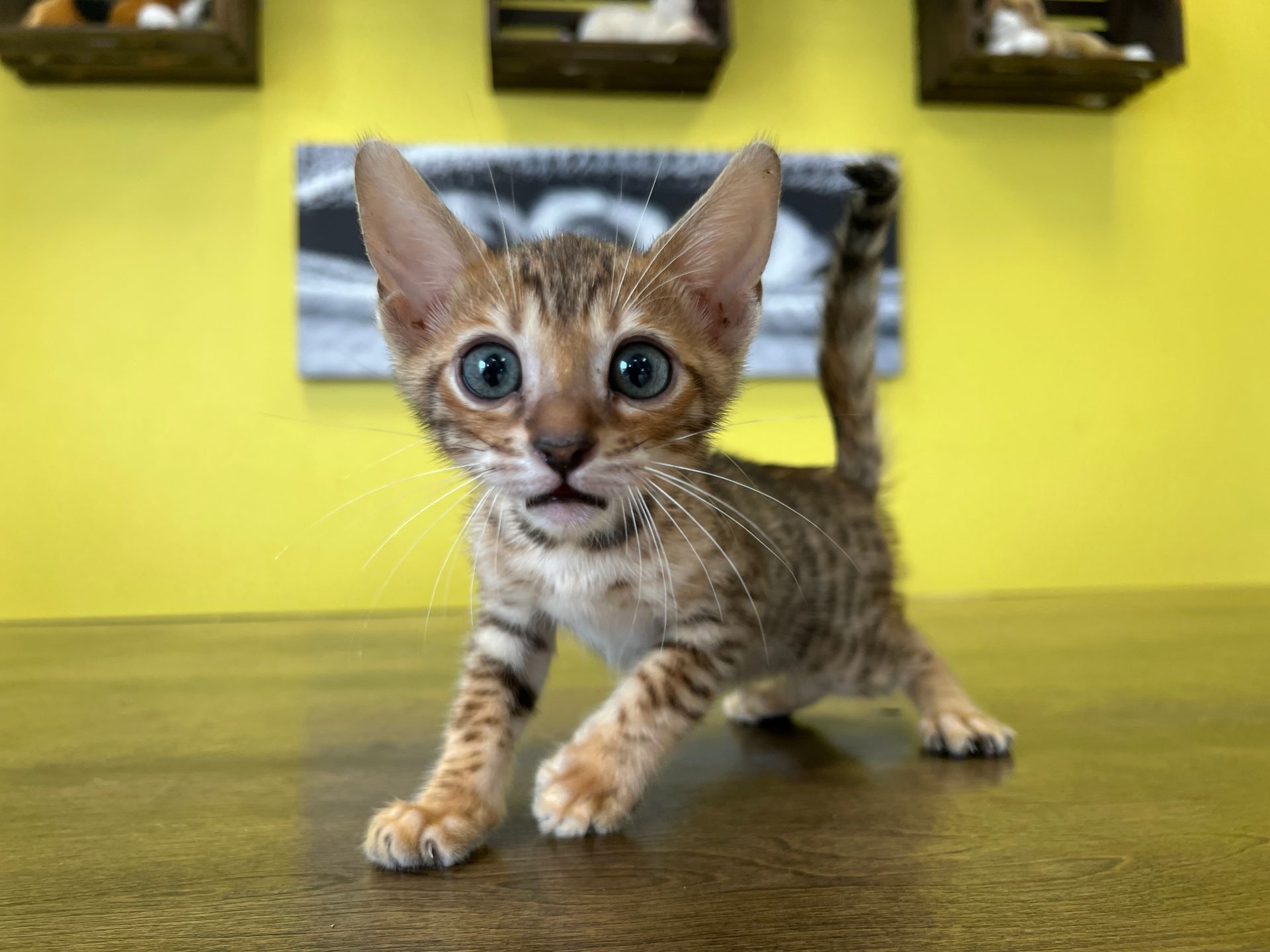 Bengal Kittens For Sale New York