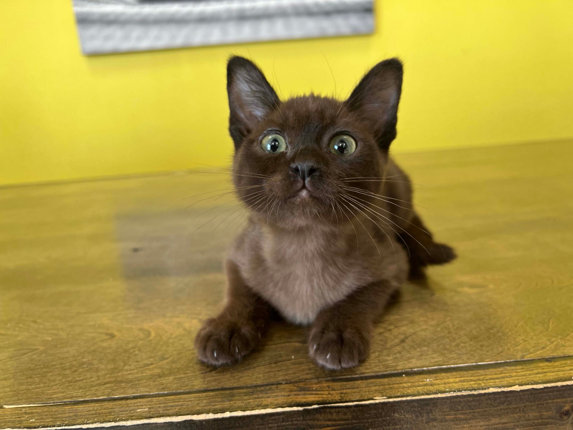 Westchester Puppies & Kittens Burmese Kittens For Sale New York