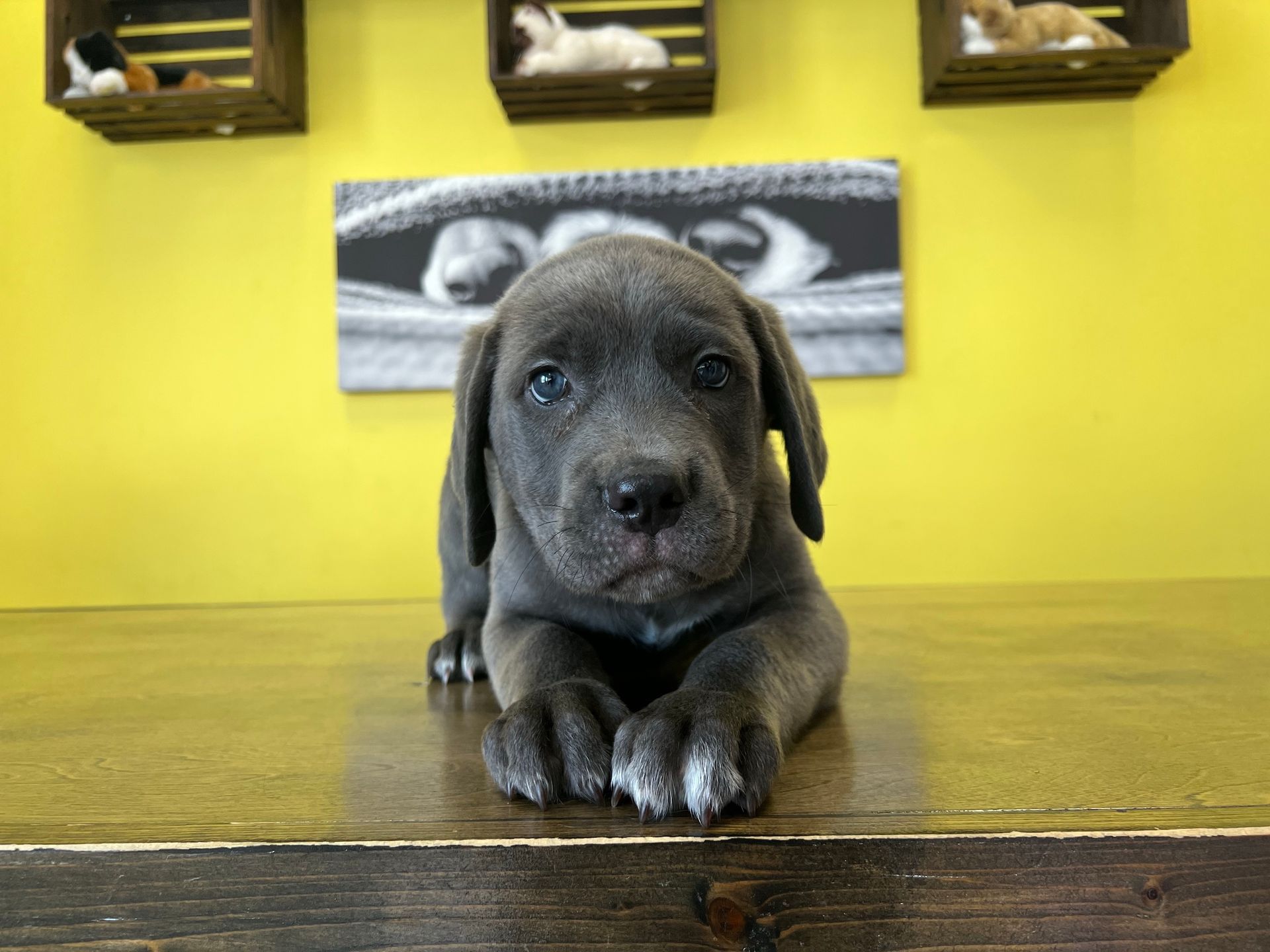 Cane Corso Puppies For Sale New York