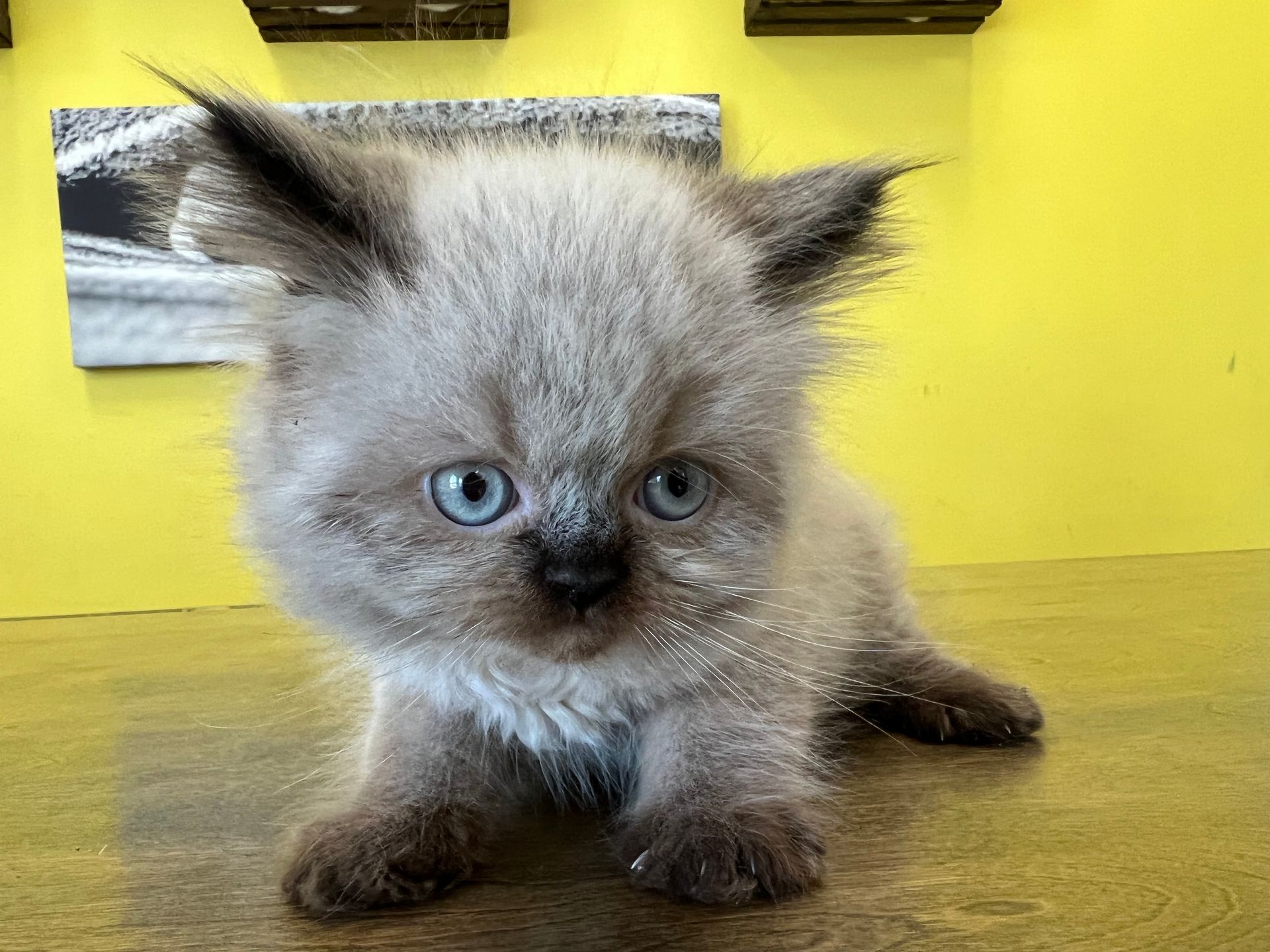 Himalayan Kittens For Sale New York
