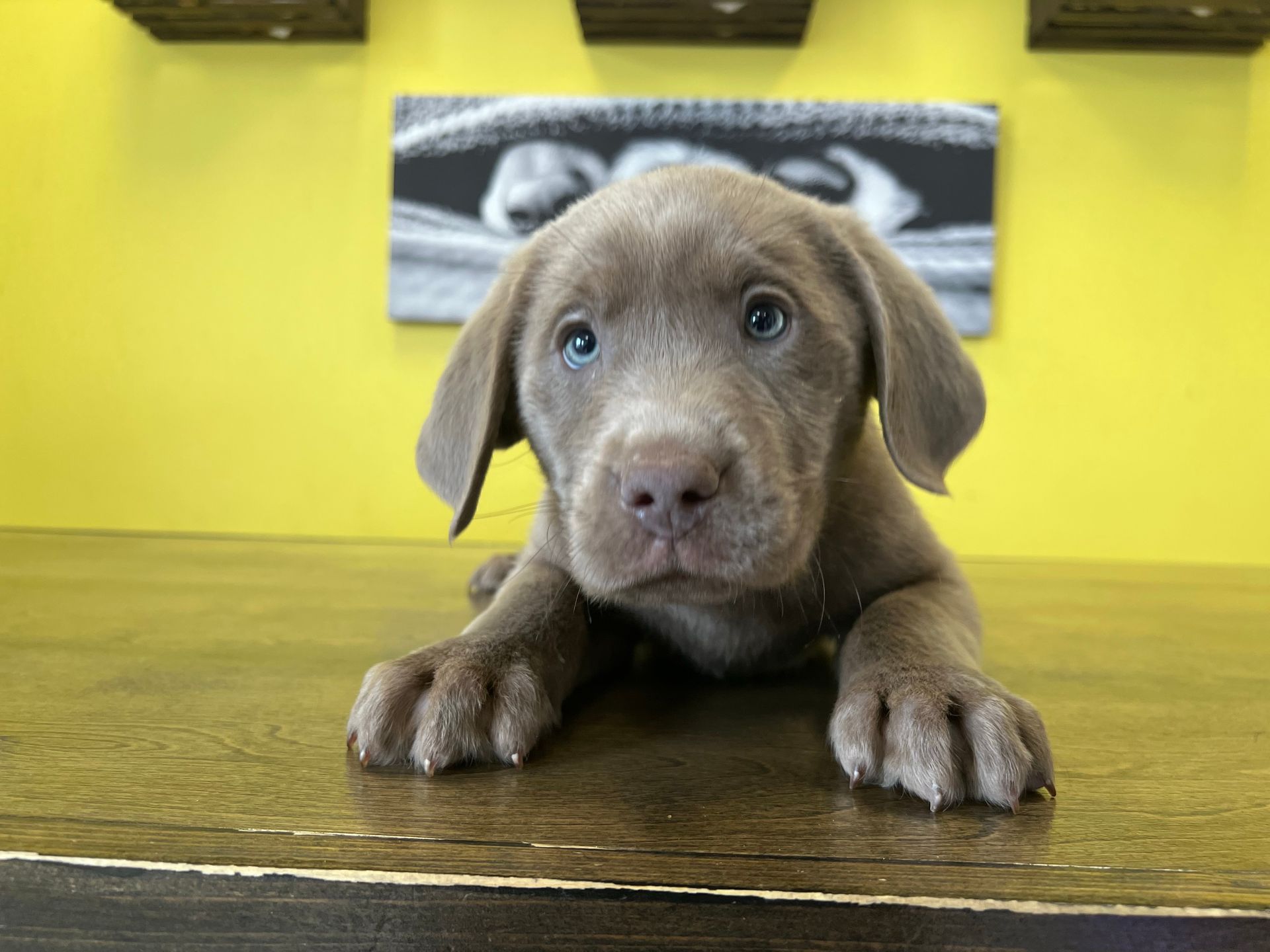 Labrador retriever puppies For Sale In New York
