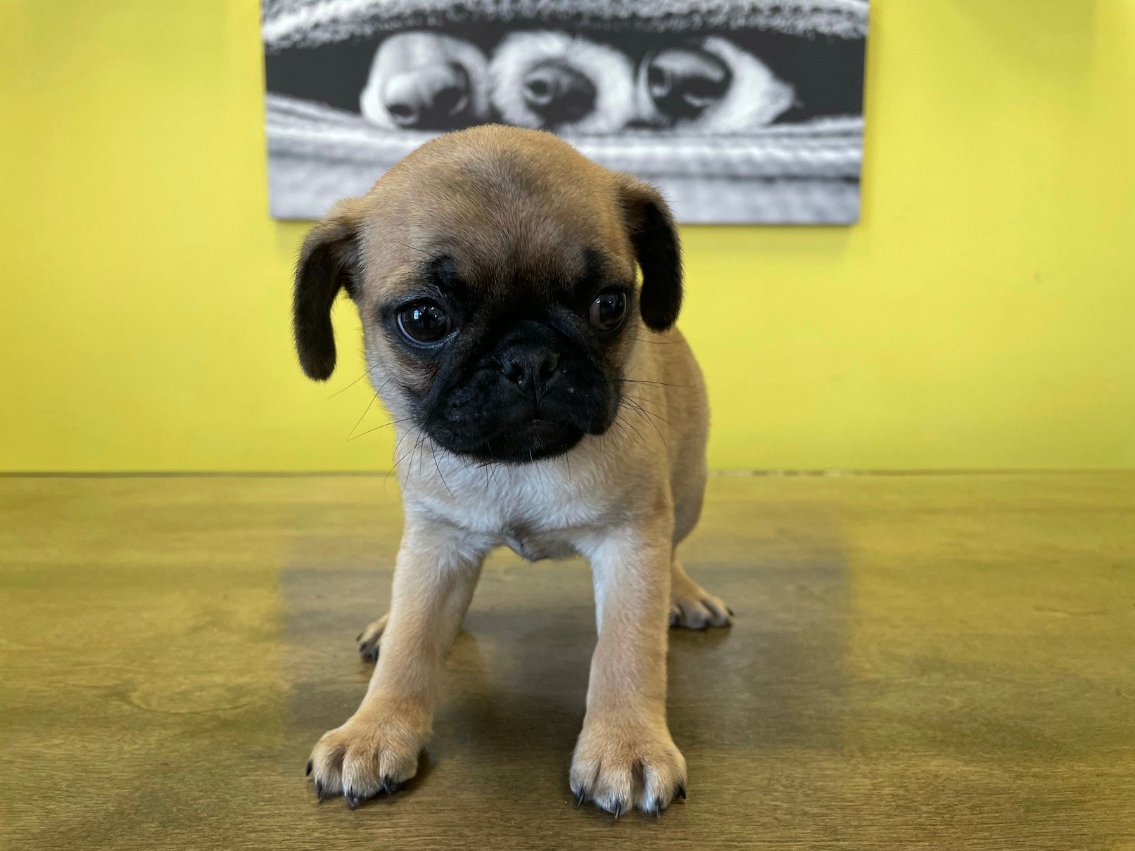 Pug Puppies For Sale In New York