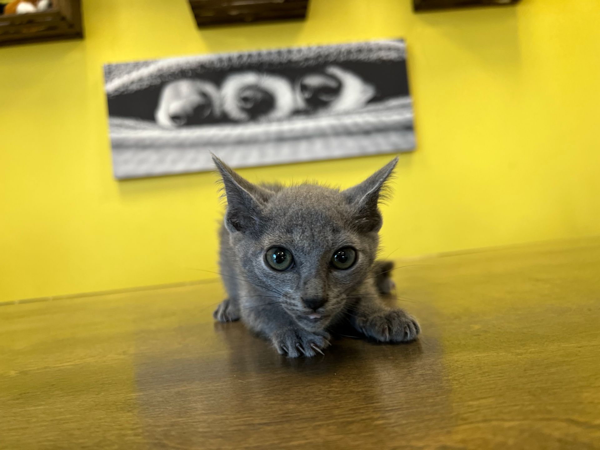 Tonkinese kittens Kittens For Sale NYC