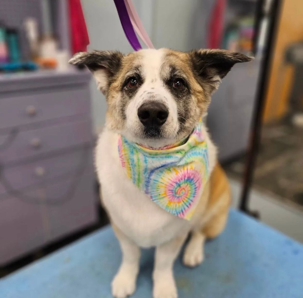 Dog Grooming Calgary Pawsitively Pooched