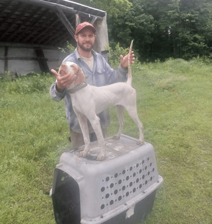 Clear Cut Kennels LLC Maine Pointing Dog Training