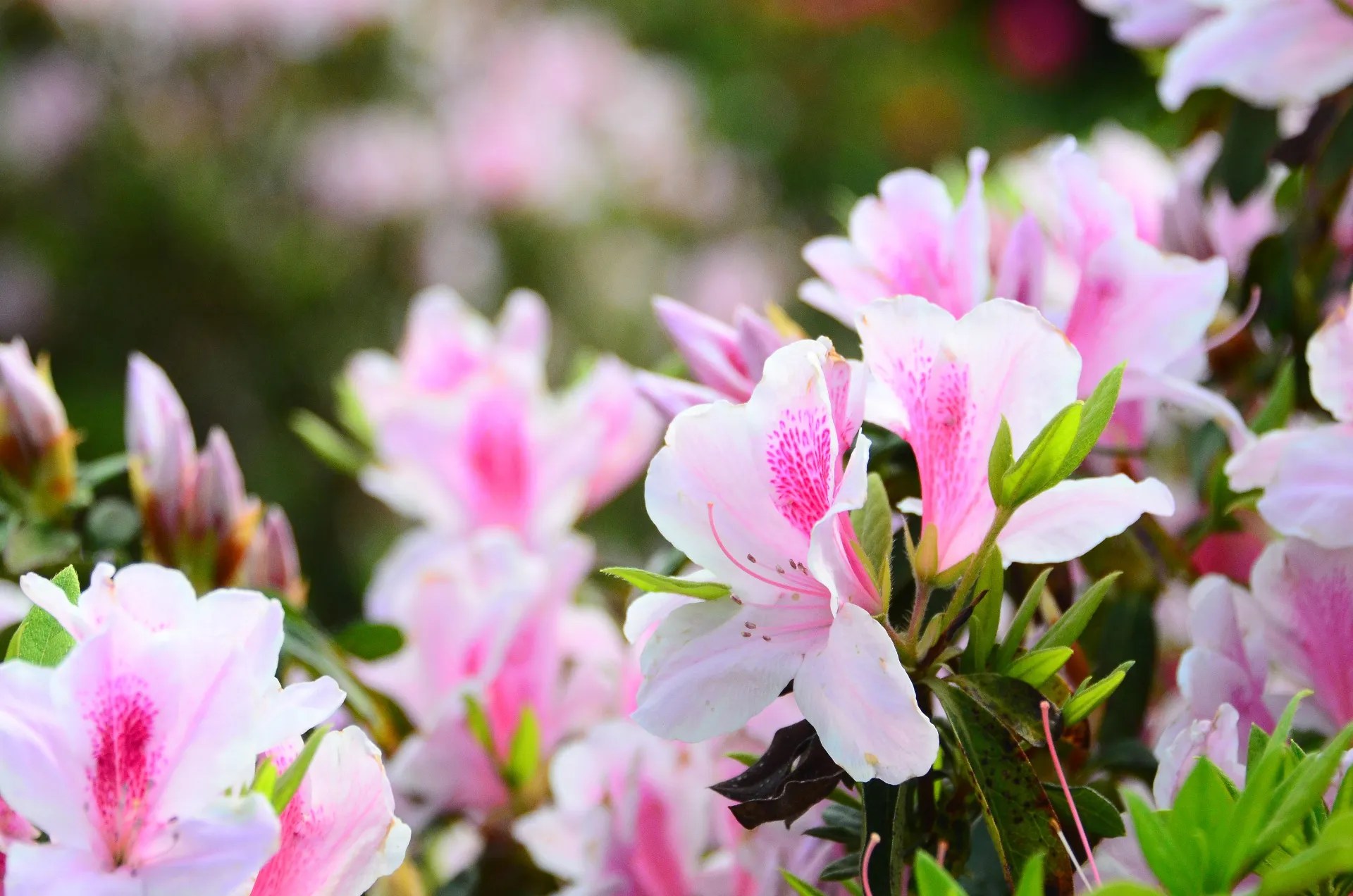 Hillier Funeral Home & Cremations Bryan & College Station, TX