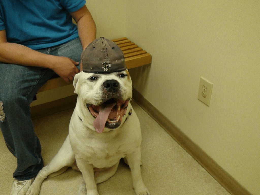 Our Happy Pets Gallery Elyria, OH Elyria Animal Hospital