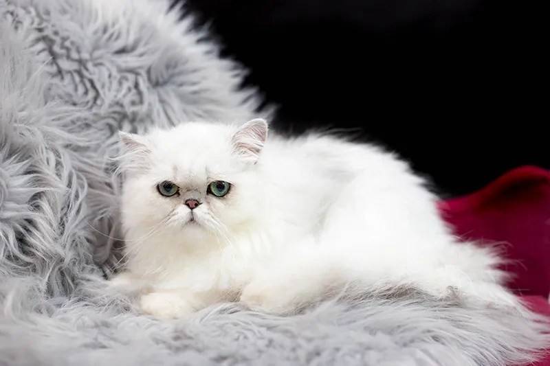 Silver Chinchilla Persian Kittens for Sale in Michigan