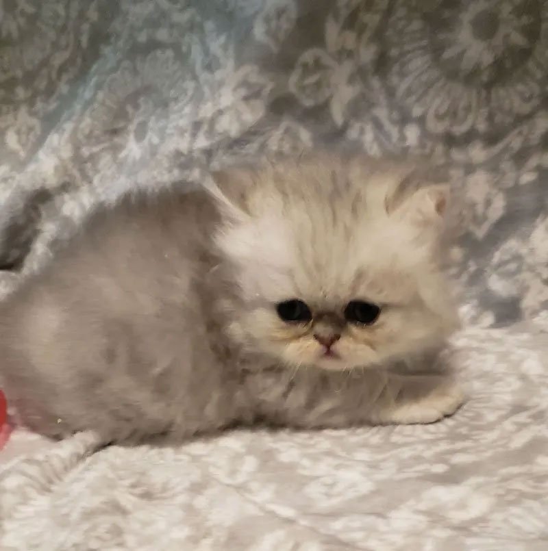 Persian Cats and Kittens Gallery Purse Persians Kittens for Sale