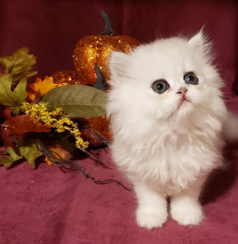 Persian Cats and Kittens Gallery Purse Persians Kittens for Sale