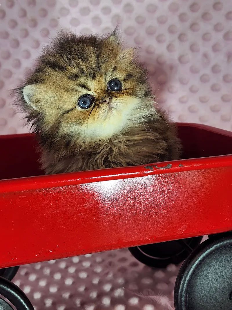 Persian Cats and Kittens Gallery Purse Persians Kittens for Sale