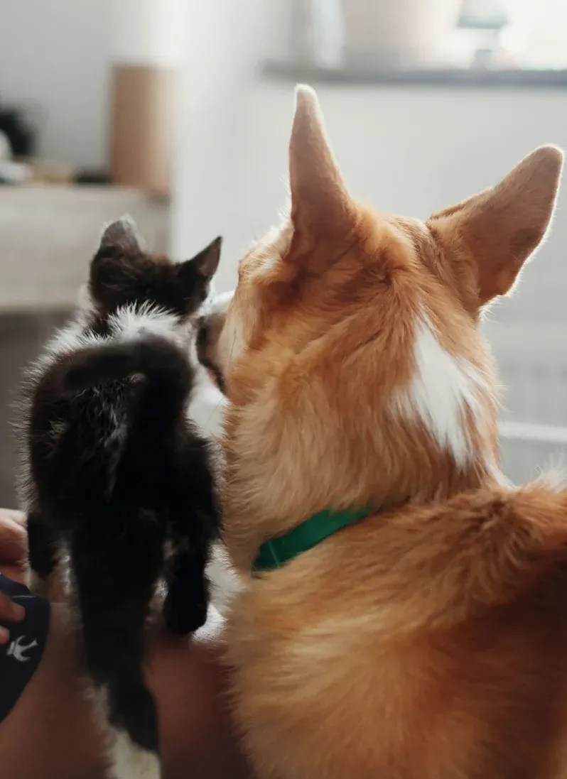 Pet Friendly Apartments in Grapevine, TX Marquis at Silver Oaks