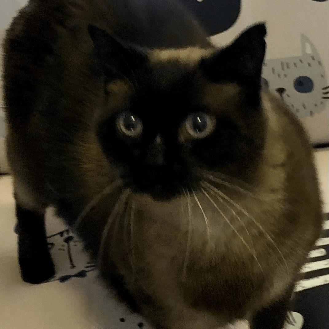 Rates & Special Playpen Pet Boarding & Grooming