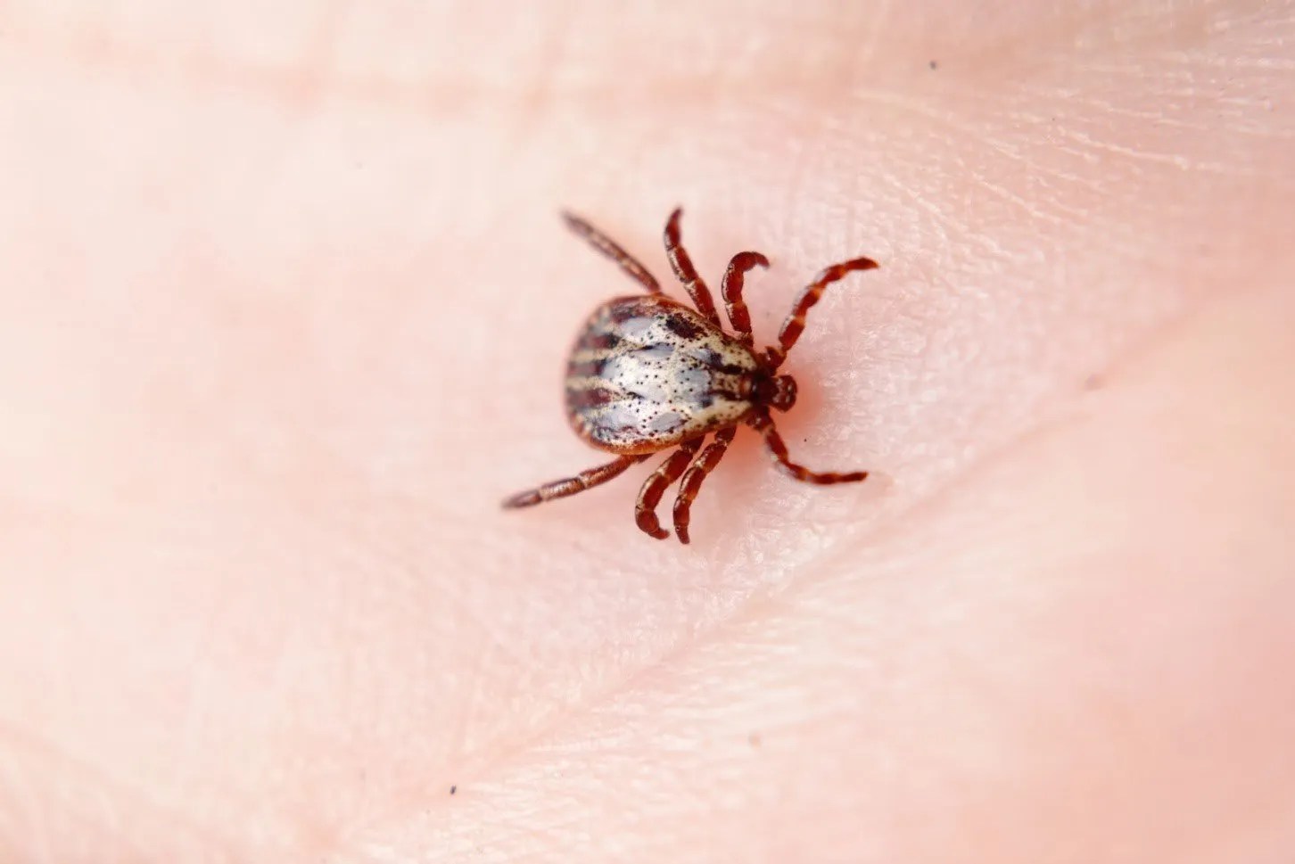 Home Tick Infestations Hazards, Prevention, and Signs