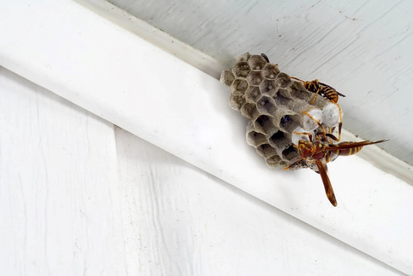 How to Protect Your Car From Pest Infestation