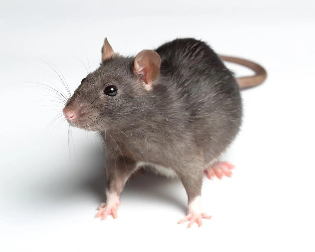 Signs of Rat Activity in and Around Your Home