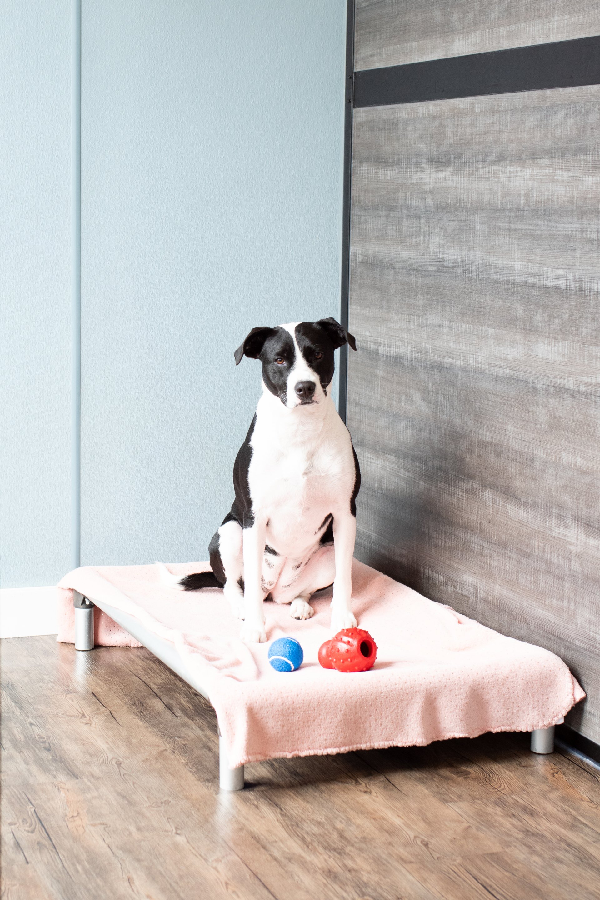 Dog Kennels Wilmington, NC The Diggs at Paws & Claws