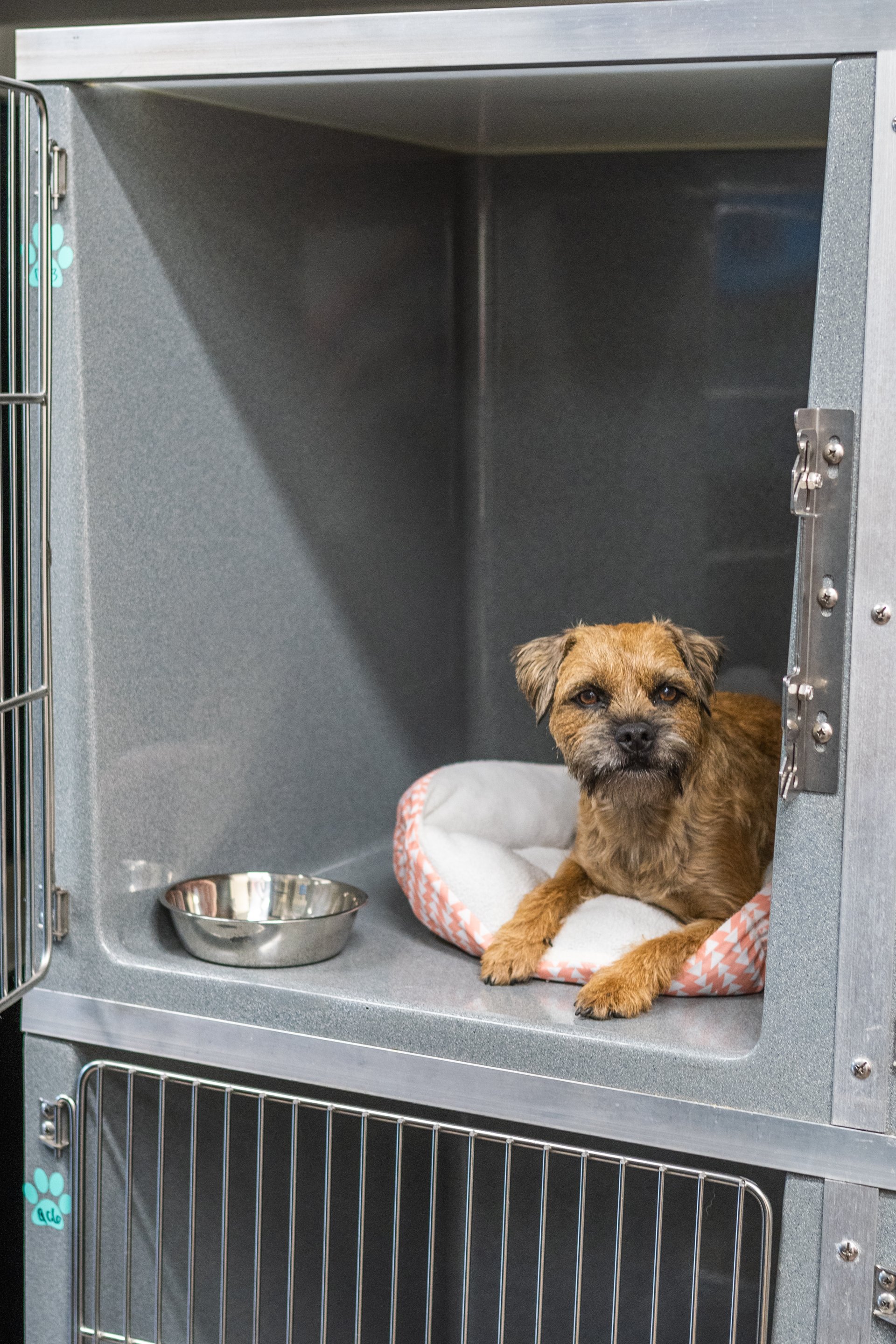 Dog Kennels Wilmington, NC The Diggs at Paws & Claws