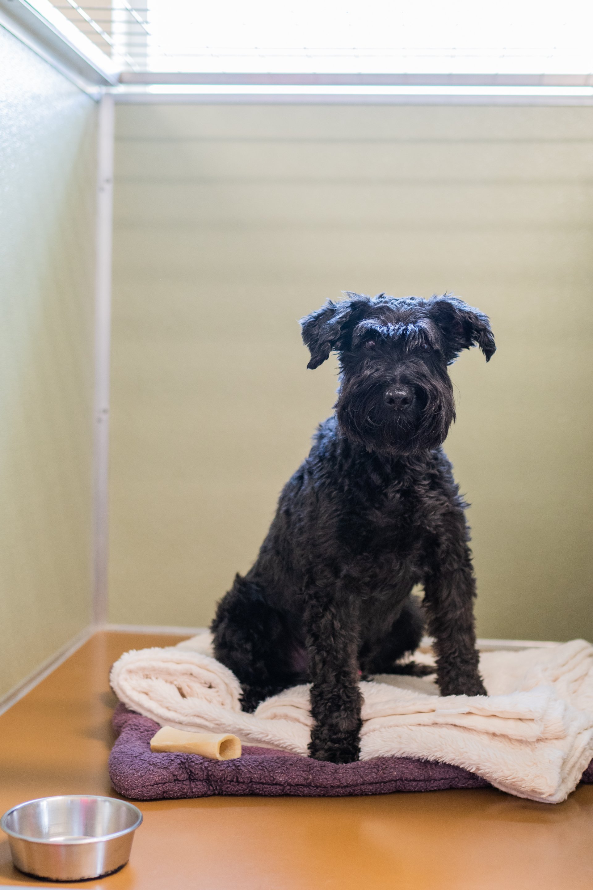 Dog Kennels Wilmington, NC The Diggs at Paws & Claws