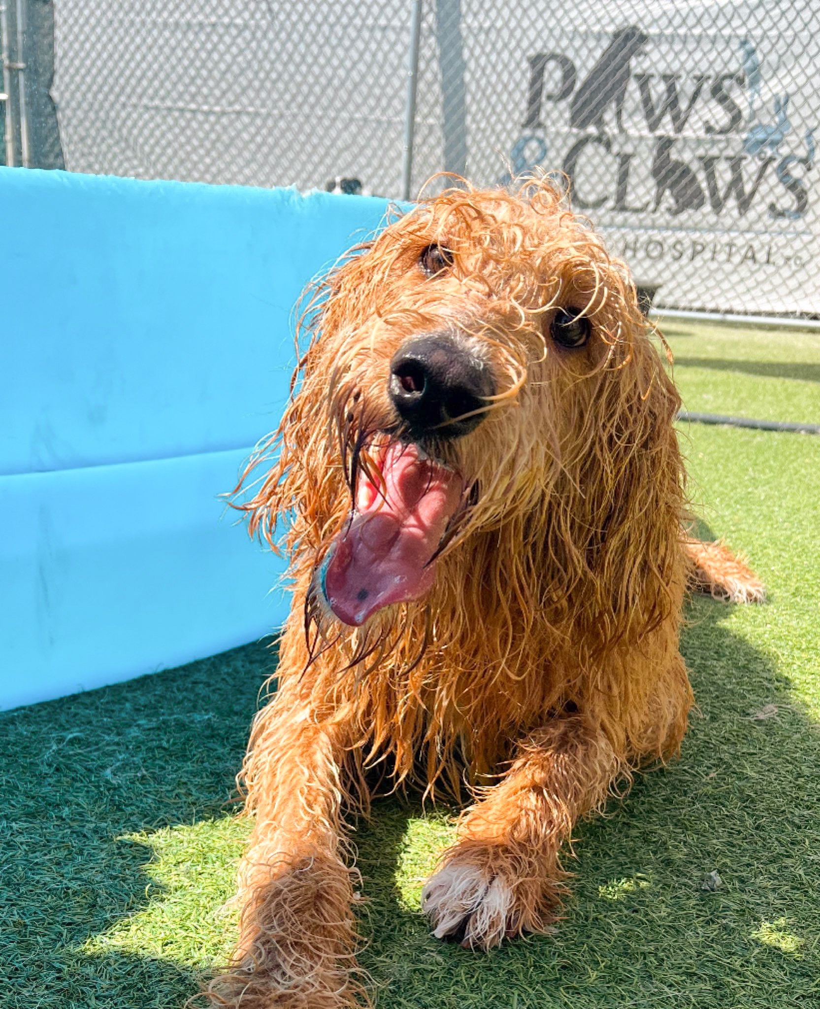 The Diggs at Paws & Claws Daycare & Pet Boarding in Wilmington, NC