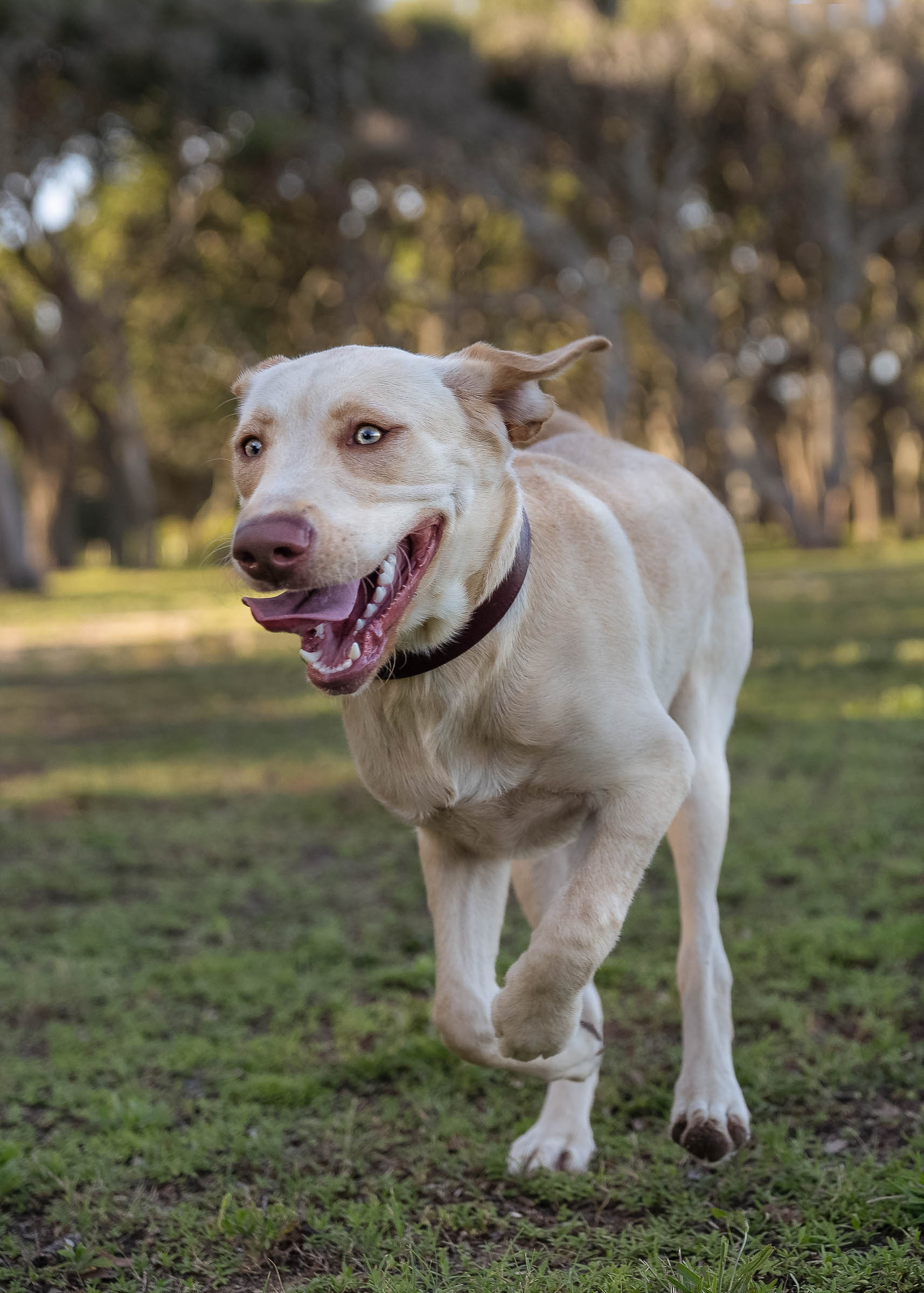 Dog Training Wilmington, NC The Diggs at Paws & Claws